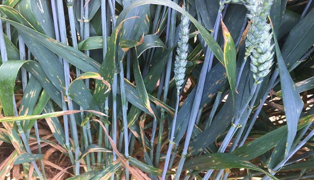 Septoria tritici symptoms on wheat at an RL trial site (treated, disease rating '8')